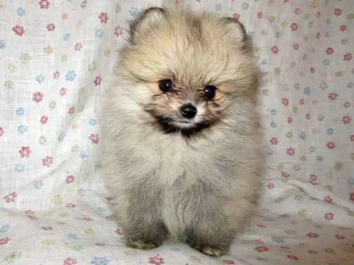 ポメラニアンの子犬販売