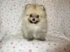 ポメラニアンのサムネイル画像2