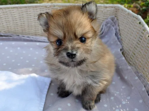 ポメラニアンの子犬販売