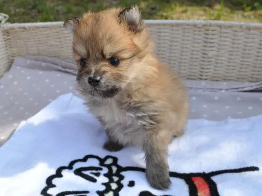 ポメラニアンの子犬販売