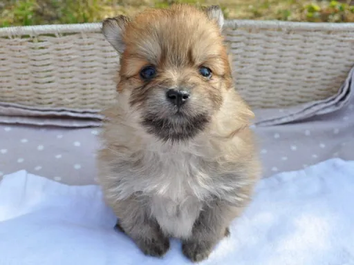 ポメラニアンの子犬販売