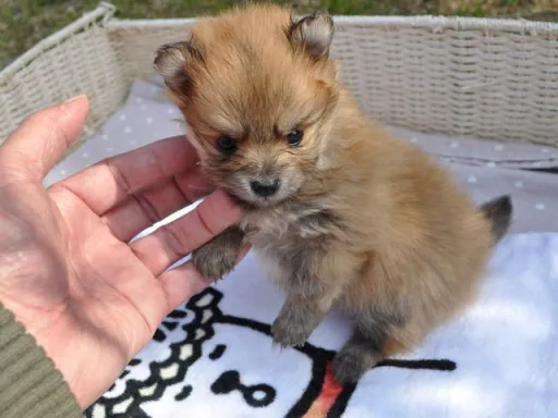 ポメラニアンの子犬販売