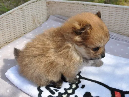 ポメラニアンの子犬販売