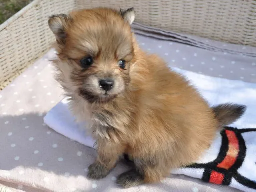 ポメラニアンの子犬販売