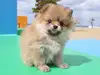 ポメラニアンのサムネイル画像1