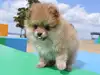 ポメラニアンのサムネイル画像2