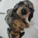 ミニチュアダックスフンド077-3