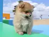ポメラニアンのサムネイル画像3