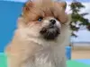 ポメラニアンのサムネイル画像5