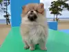 ポメラニアンのサムネイル画像6
