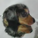 ミニチュアダックスフンド
077-2