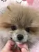 ポメラニアンのサムネイル画像1