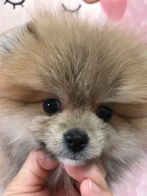 ポメラニアンの子犬販売