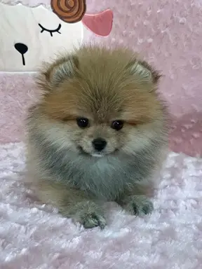 ポメラニアンの拡大画像