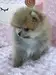 ポメラニアンのサムネイル画像4