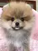 ポメラニアンのサムネイル画像5