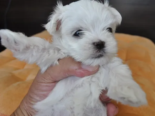 マルチーズのサムネイル画像1