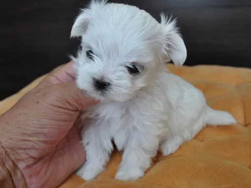 マルチーズのサムネイル画像2