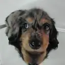 ミニチュアダックスフンド
077-1