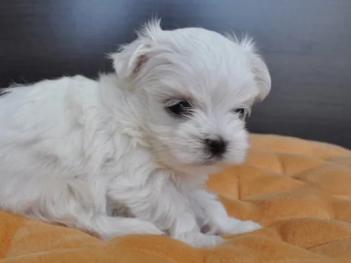 マルチーズのサムネイル画像5