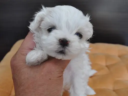 マルチーズの子犬販売