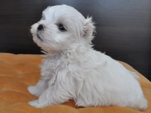 マルチーズのサムネイル画像3