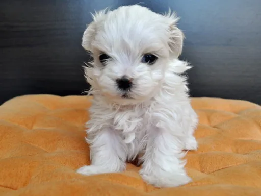 マルチーズのサムネイル画像6