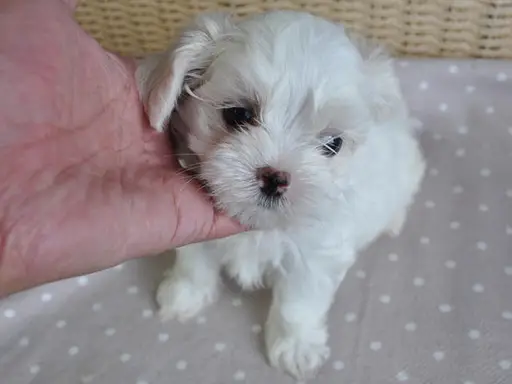 マルチーズの子犬販売