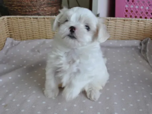 マルチーズのサムネイル画像2