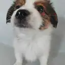 パピヨン
Papillon5