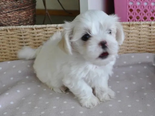 マルチーズのサムネイル画像5