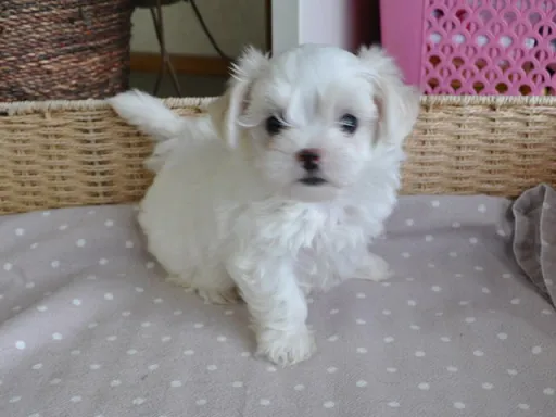 マルチーズのサムネイル画像6