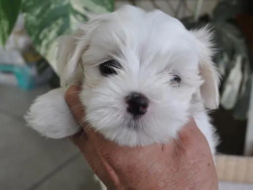 マルチーズのサムネイル画像1