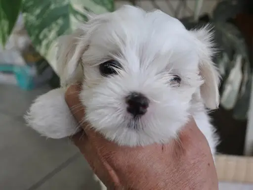 マルチーズの子犬販売