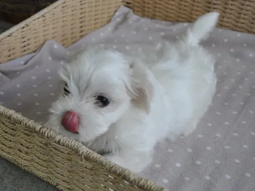 マルチーズのサムネイル画像4