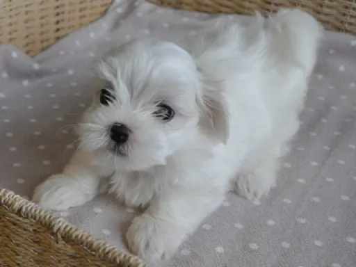 マルチーズのサムネイル画像5