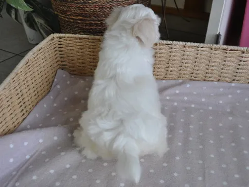 マルチーズのサムネイル画像6