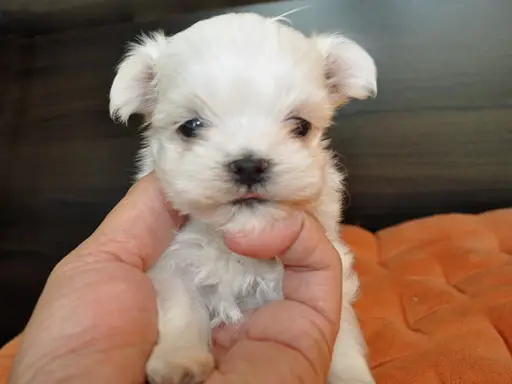 マルチーズの子犬販売