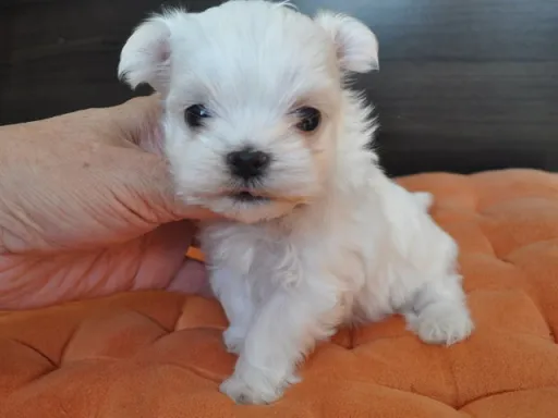 マルチーズのサムネイル画像3