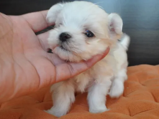 マルチーズのサムネイル画像5