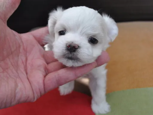 マルチーズのサムネイル画像1