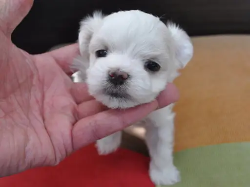 マルチーズの子犬販売