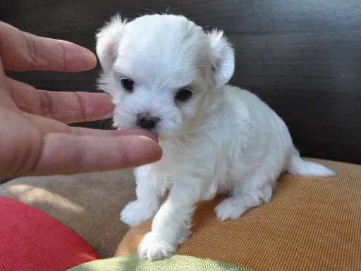 マルチーズのサムネイル画像2