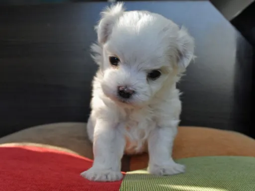 マルチーズのサムネイル画像4