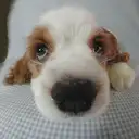 アメリカンコッカー
A・ Cocker Spaniel
008-3