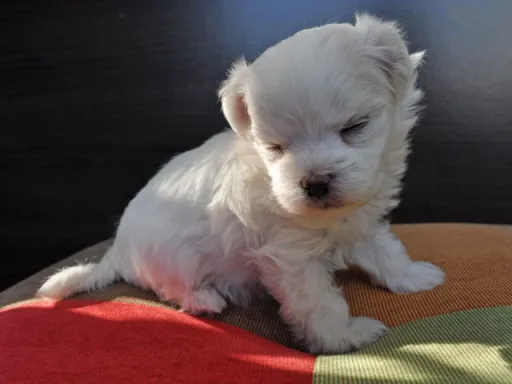 マルチーズのサムネイル画像5