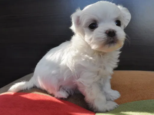 マルチーズのサムネイル画像6