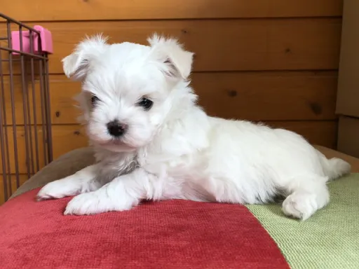 マルチーズのサムネイル画像1