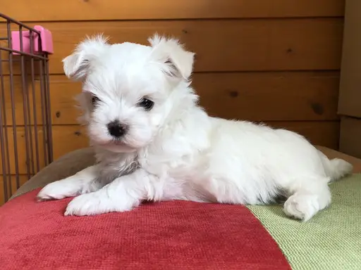 マルチーズの子犬販売