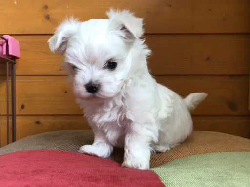 マルチーズのサムネイル画像2